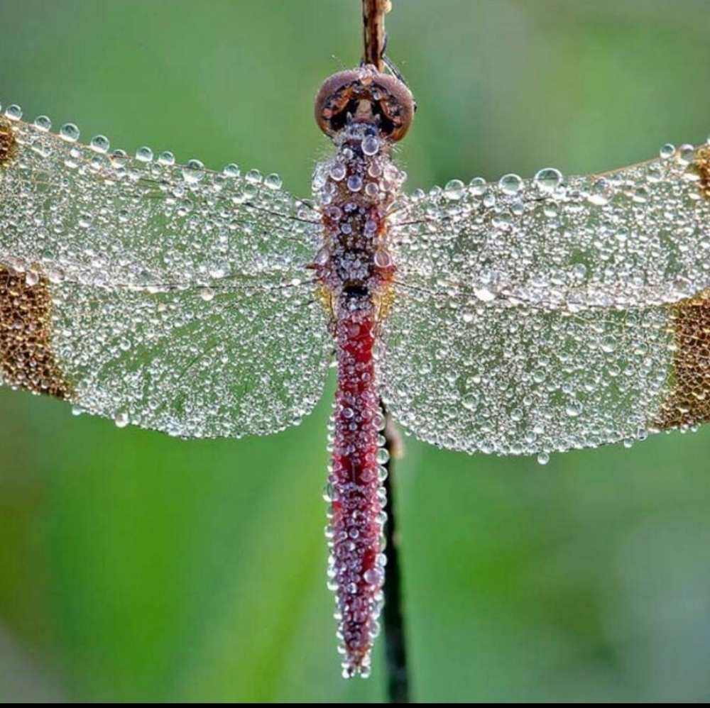 Hello! Some details below for you.